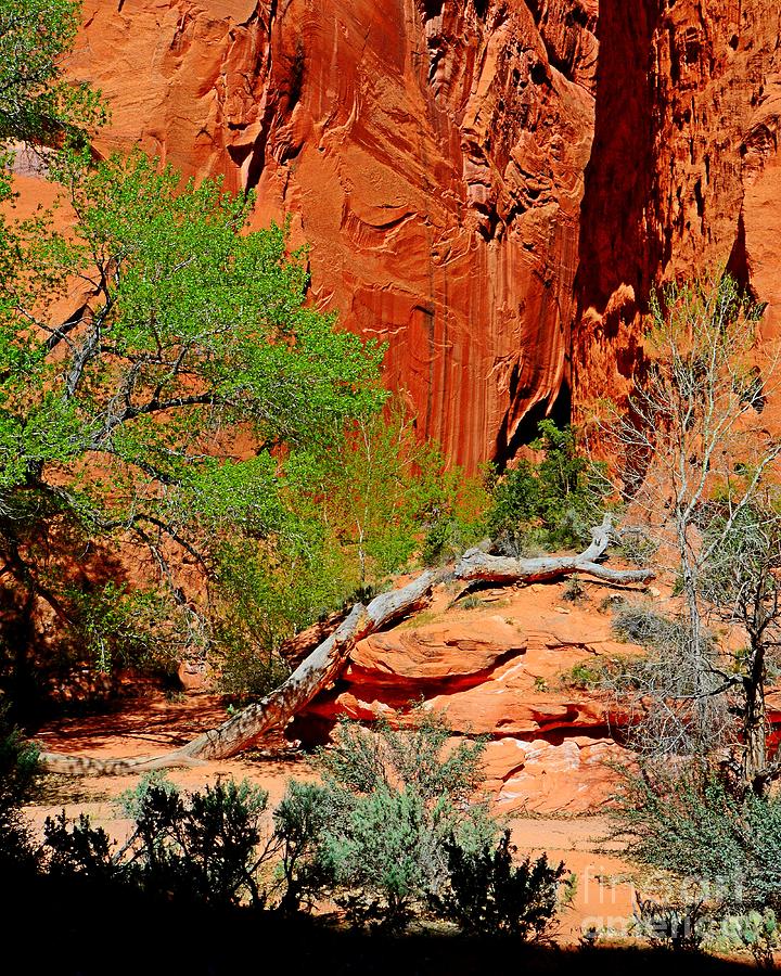 Red Cliffs Photograph by Steve Brown
