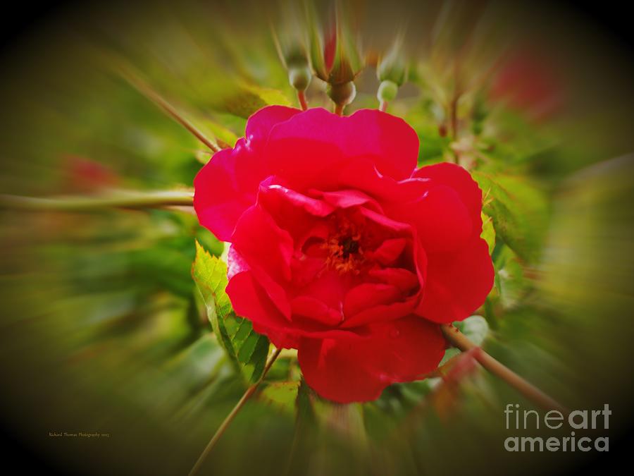 Red Climbing Rose Photograph by Richard Thomas