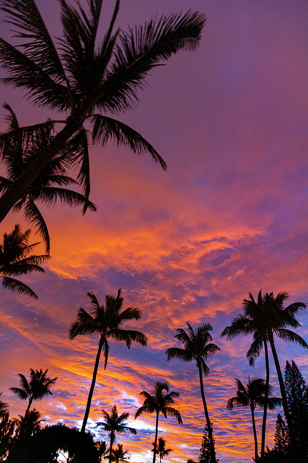 Red Cloud Palms Photograph by Sean Davey