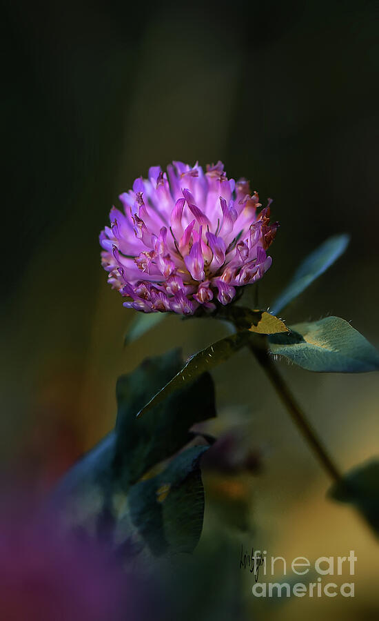 Flower Photograph - Red Clover by Lois Bryan