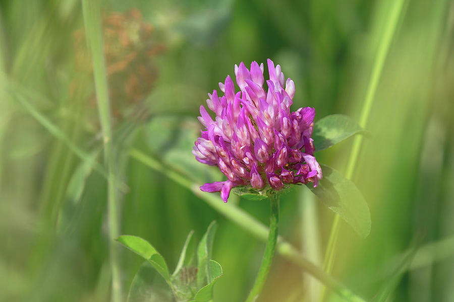 Red Clover Photograph by Maria Meester