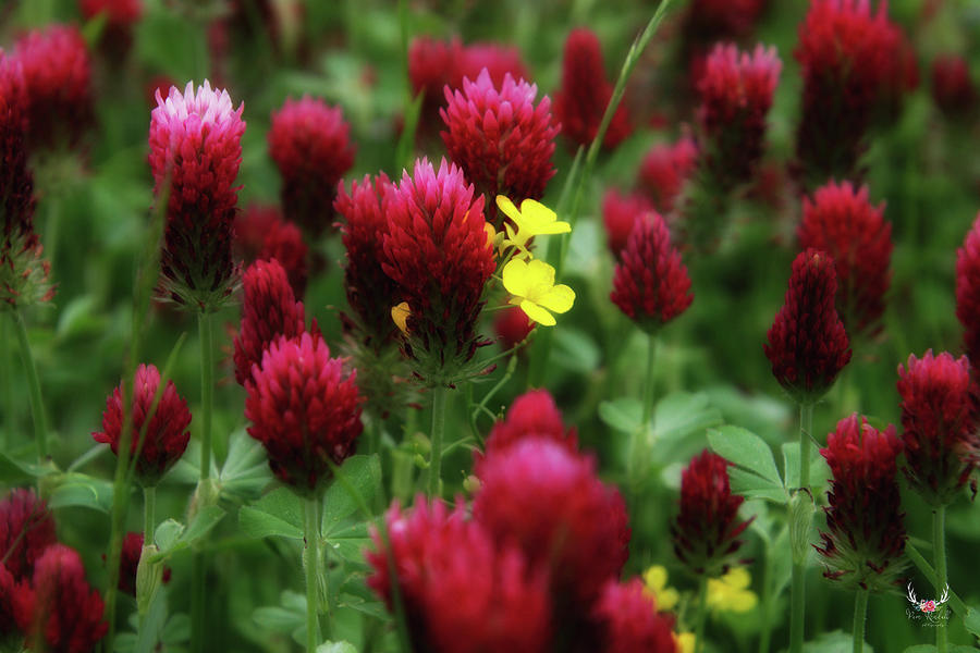 Red Clover Photograph by Pam Rendall