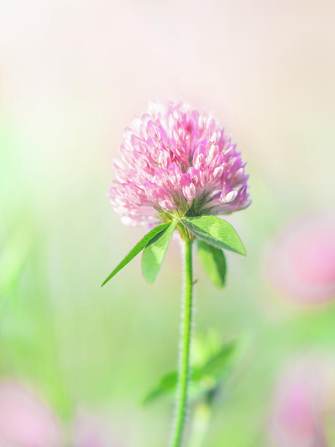 Red Clover Spring Blooming Flower Photograph by Jordan Hill