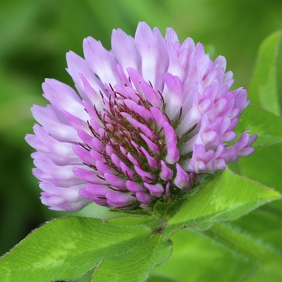 Red Clover Photograph by Tana Reiff