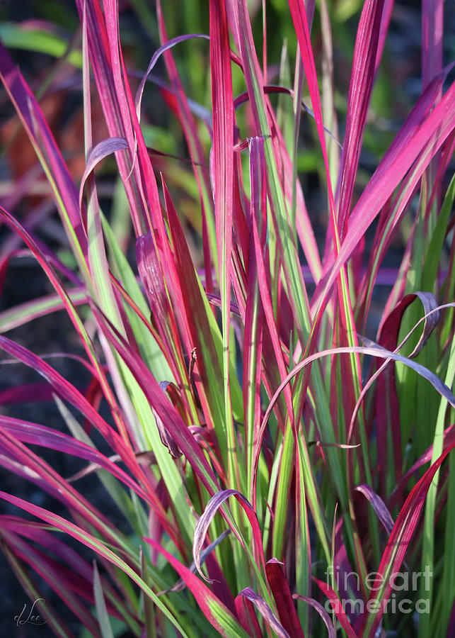 Fall Photograph - Red Cogon Grass by D Lee