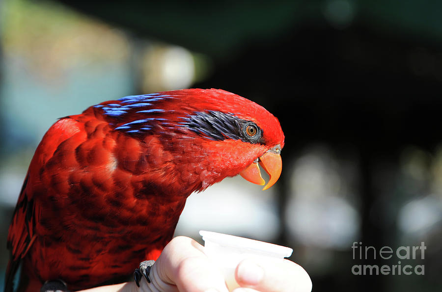 Red-Collard Lorikeet eating Sweet Nectar from someones hands. Photograph by Gunther Allen