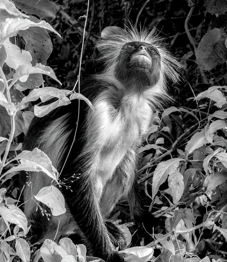 Red Colobus Monkey, Black and White  Photograph by Marcy Wielfaert