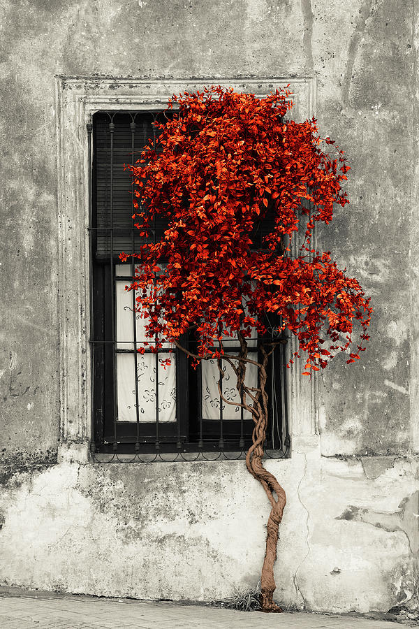 Red Color Pop Tree in front of the window of a house, Calle San Jose, Colonia Del Sacramento, Urugua Photograph by Panoramic Images