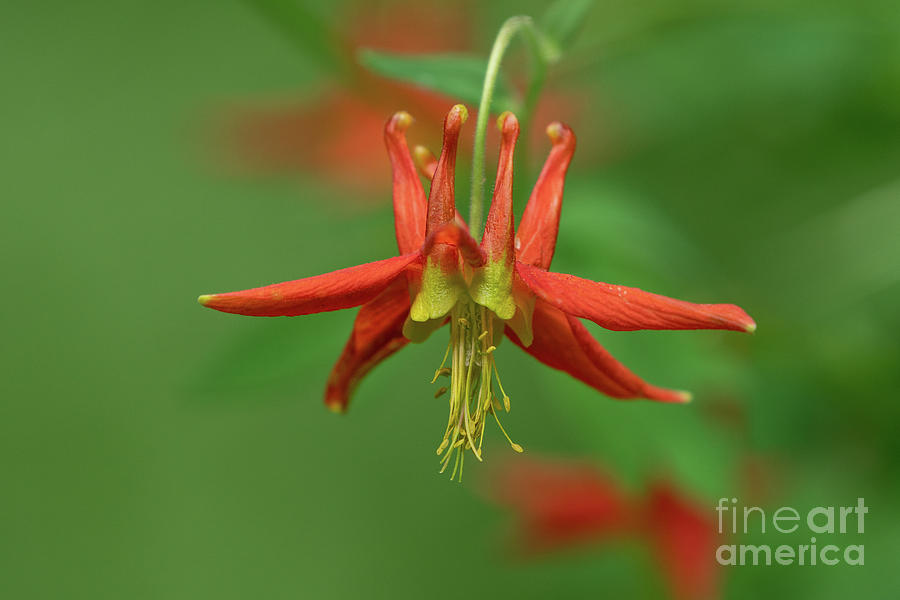 Red Columbine in July Photograph by Nancy Gleason