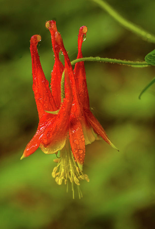 Red Columbine Photograph by Lilia S