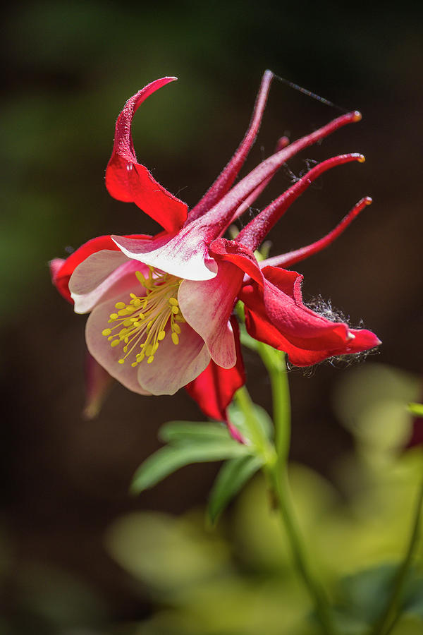 Red Columbine Photograph by Mark Mille