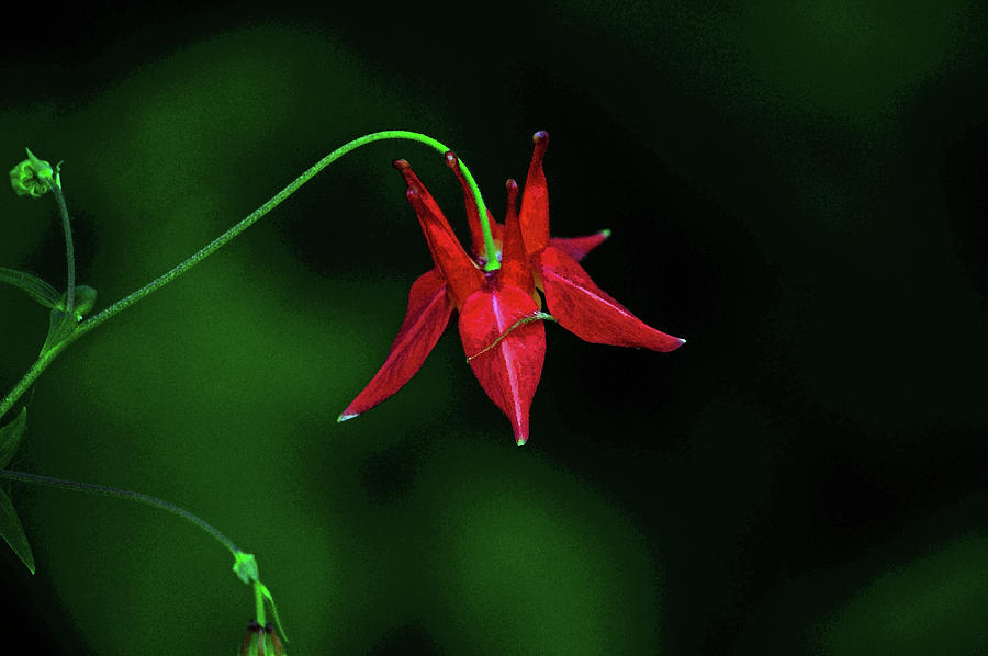 Red Columbine Photograph by Tikvahs Hope