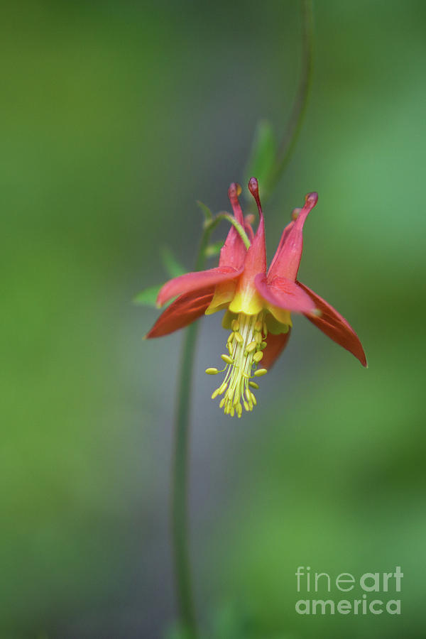 Red Columbine Wildflower in Olympic National Park Photograph by Nancy Gleason