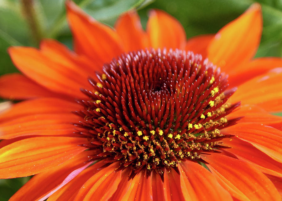 Red Cone Flower Macro Photograph