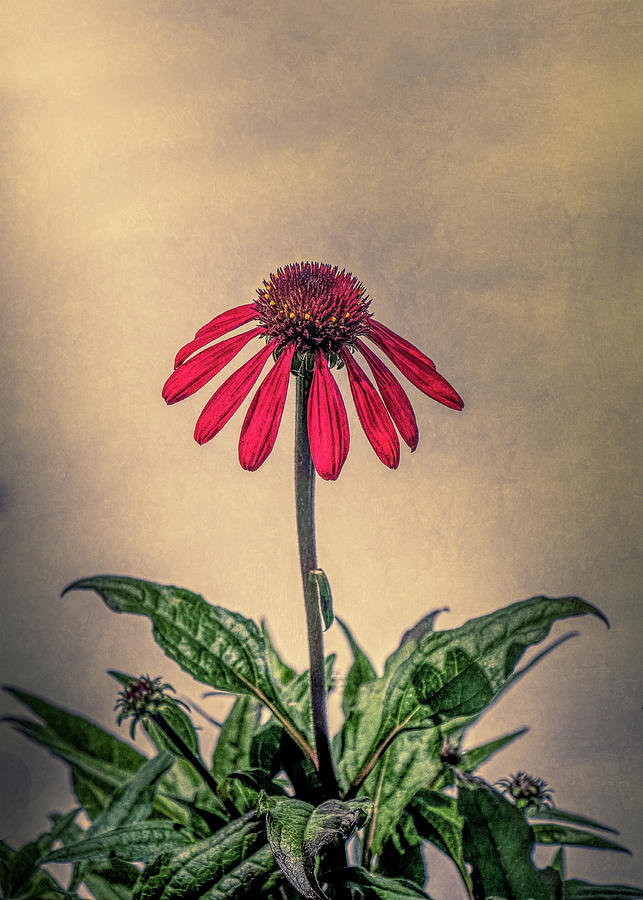 Red Coneflower Photograph by Allin Sorenson