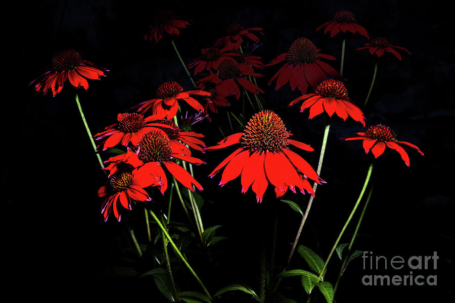 Red Coneflowers  Pyrography by Joseph Miko