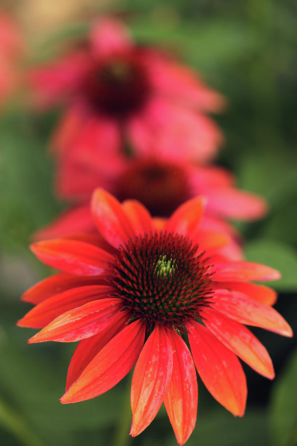 Red Coneflowers Photograph by Stamp City | Fine Art America