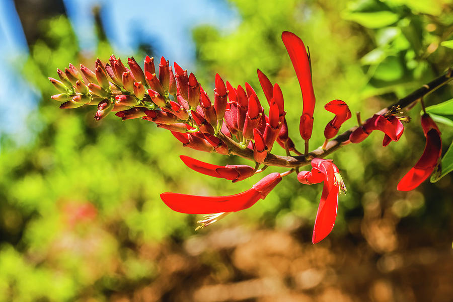 Red Coral Bean Flowers Sonora Desert Musesum Tucson Arizona Photograph
