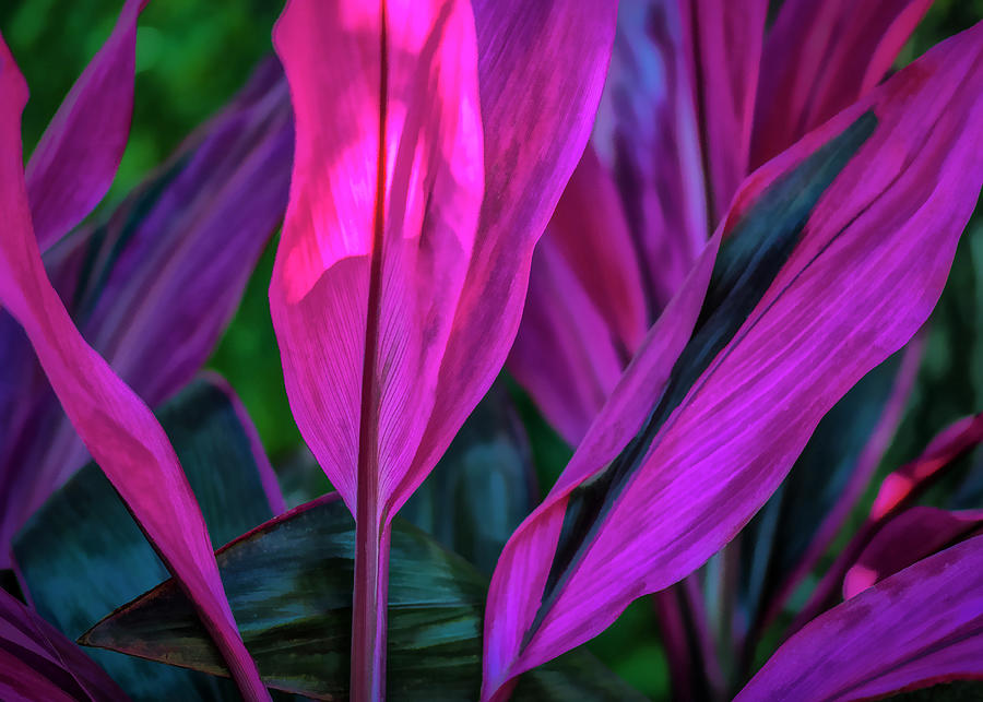 Ti Plant Photograph - Red Cordyline by Ginger Stein