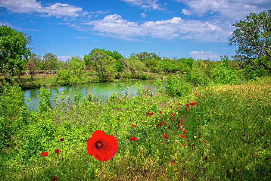 Red Corn Poppies at Blanco River State Park Photograph by Lynn Bauer