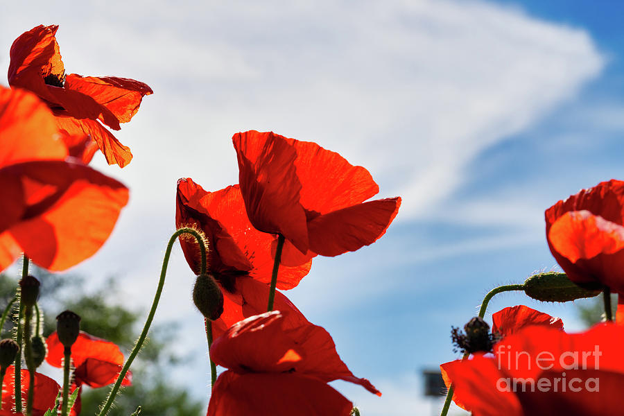 Poppy Photograph - Red Corn Poppies Blowin in the Wind by Bee Creek Photography - Tod and Cynthia