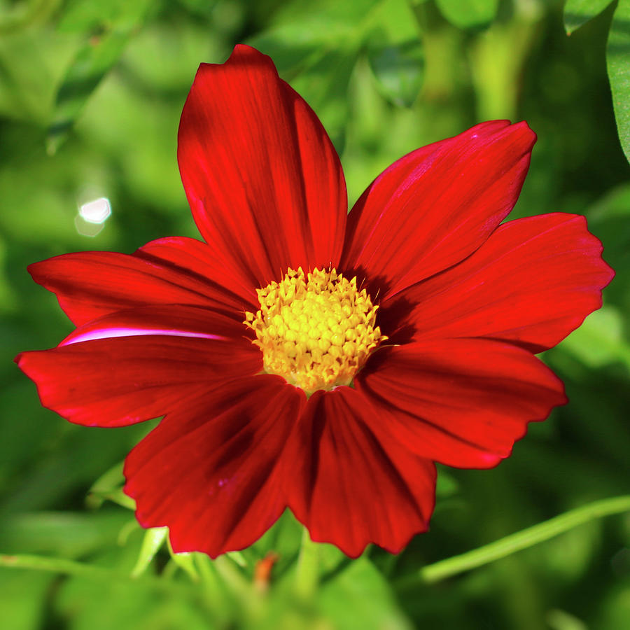 Red Cosmos - Closeup Photograph By Daniel Beard - Fine Art America