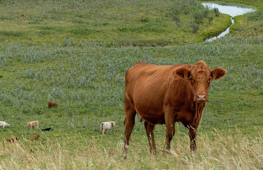 Cow Photograph - Red Cow In Pasture by Phil And Karen Rispin