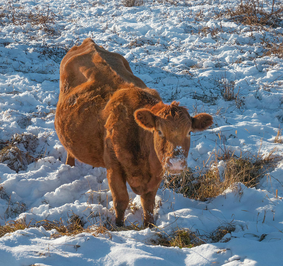 Winter Photograph - Red cow in winter by Phil And Karen Rispin