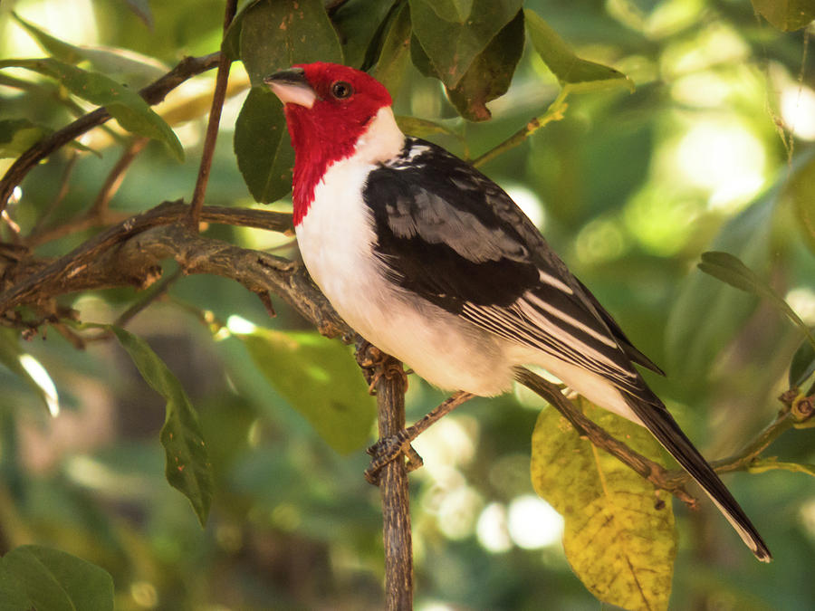 Bird Photograph - Red cowled Cardinal - Paroaria dominicana by Felipe Moreira De Melo