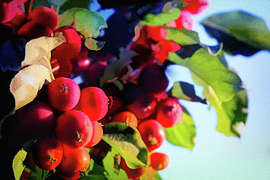 Red Crab Apples Photograph by Tatiana Travelways