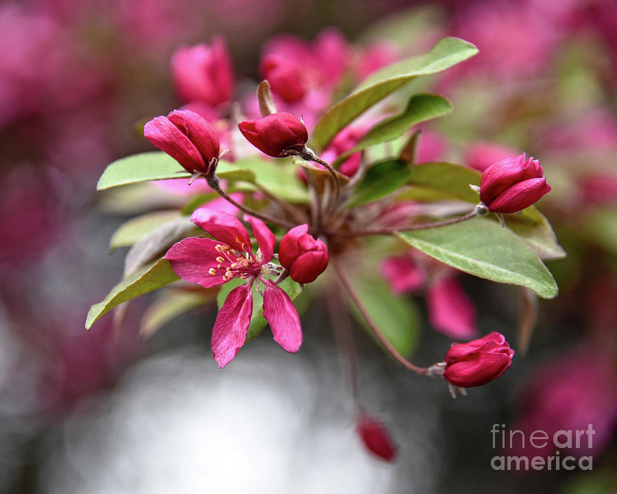 Red Crabapple Flowers Photograph