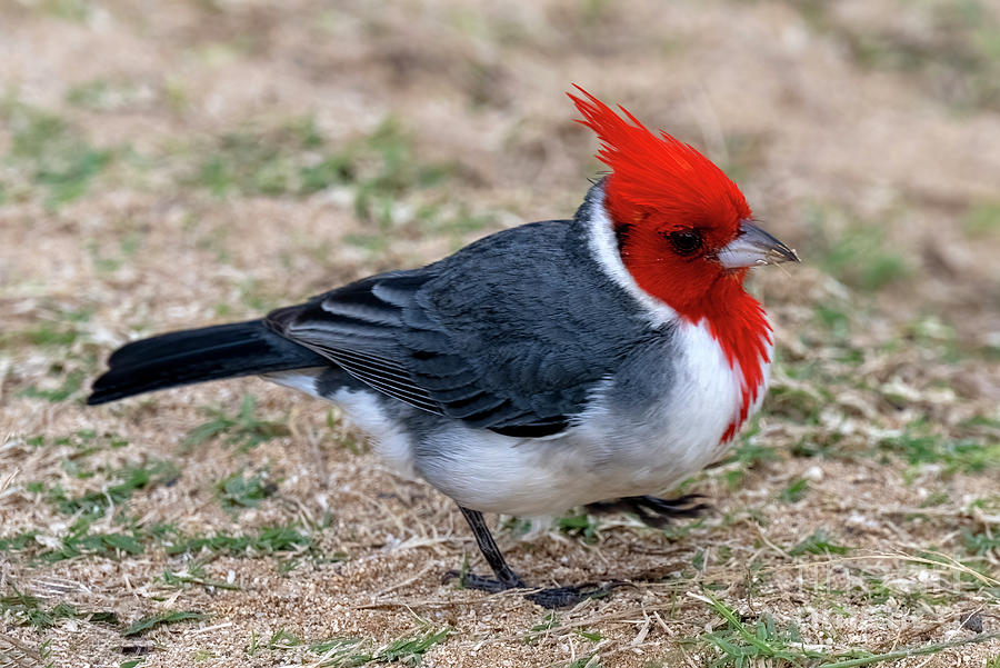 Red Crest Photograph