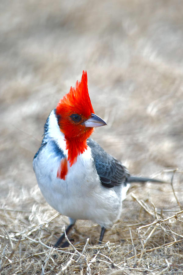 Red Crested Cardinal Hawaii Photograph by Debra Banks