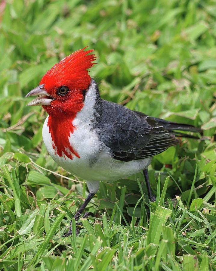 Red-crested cardinal Photograph by Jeni Tirnauer - Fine Art America