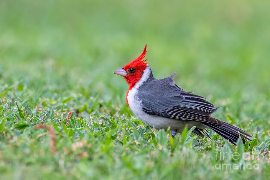 Nature Photograph - Red-Crested Cardinal by Jennifer Jenson