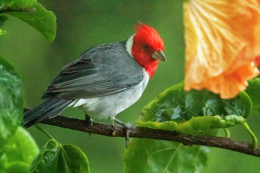 Red-crested Cardinal On A Hibiscus Plant Photograph By Belinda Greb 