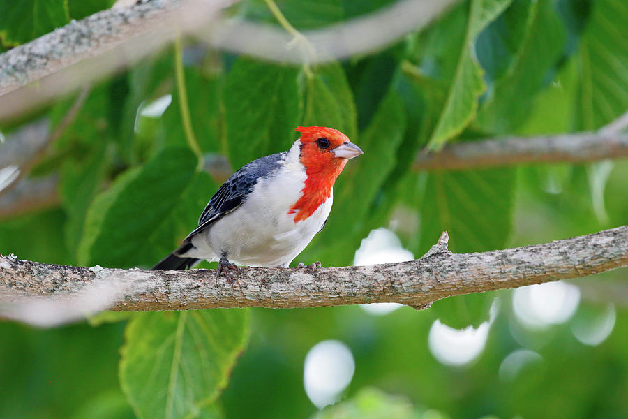 Red-Crested Cardinal  Photograph by Shoal Hollingsworth