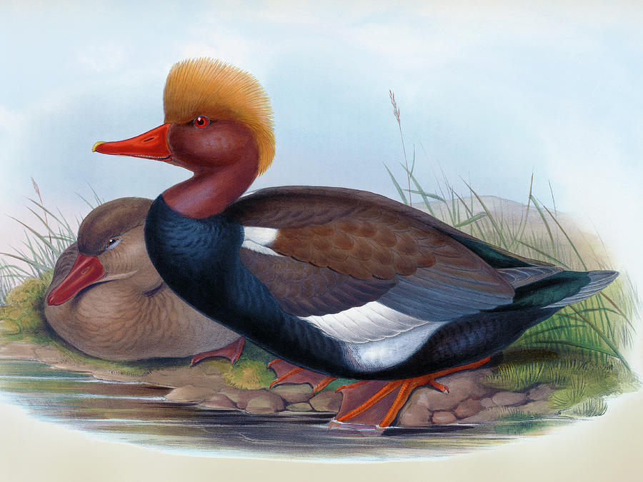 Red Crested Duck, Branta Rufina Bird Print By Hc Richter, Birds Of Great Britain Painting