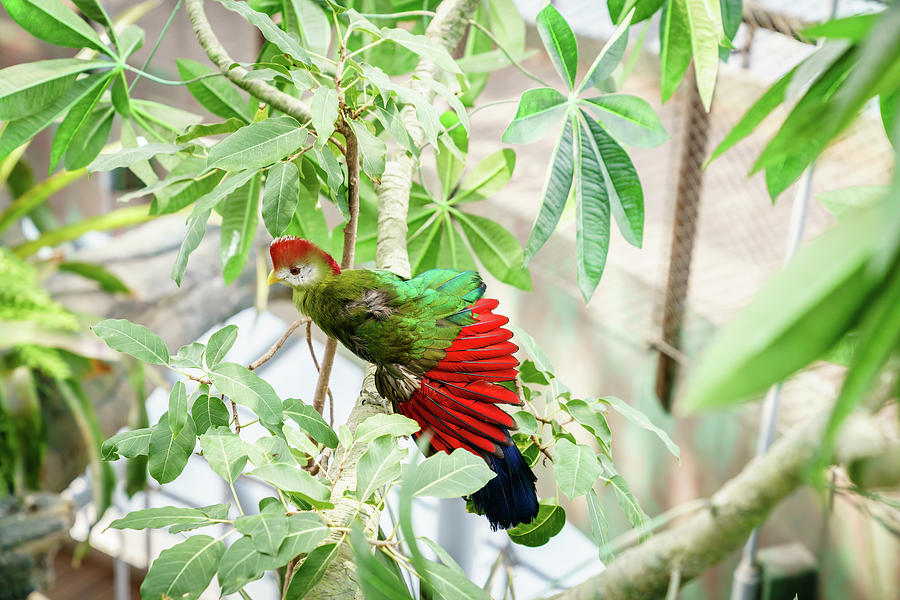 Red-crested turaco Photograph by Alexey Stiop