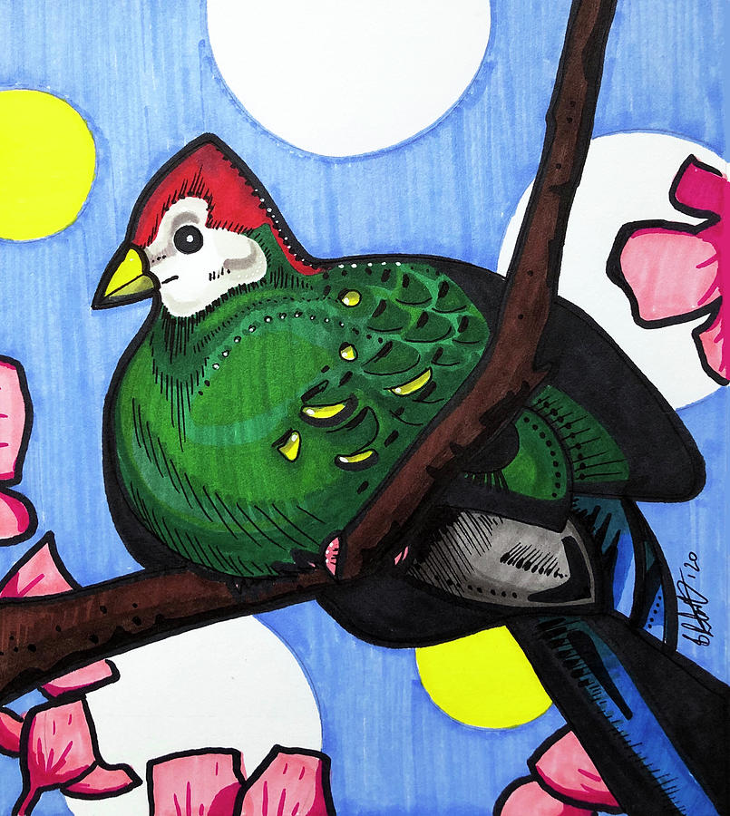 Red Crested Turaco Drawing by Creative Spirit