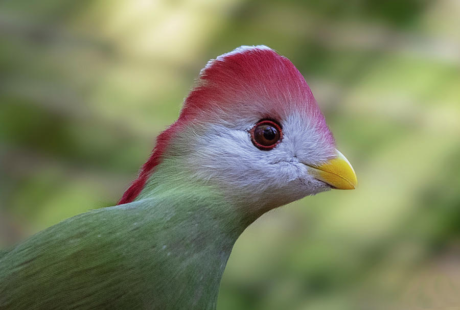 Red-crested Turaco  Photograph by Gareth Parkes