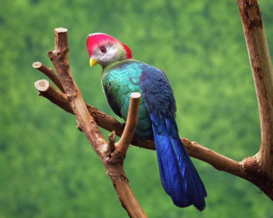 Bird Photograph - Red-crested Turaco by Matthew Adelman