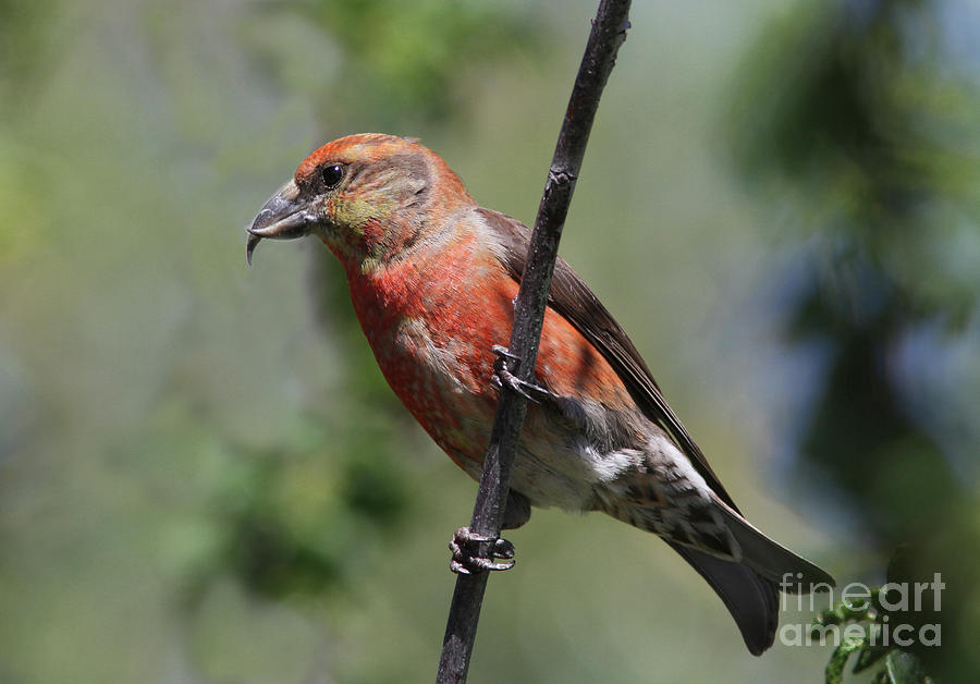 Red Crossbill Photograph by Gary Wing