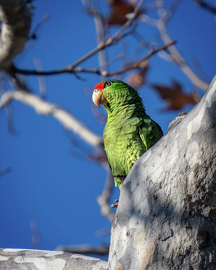 Parrot Photograph - Red-crowned Amazon by Jim Thompson Parrot Photograph - Red-crowned Amazon by Jim Thompson
