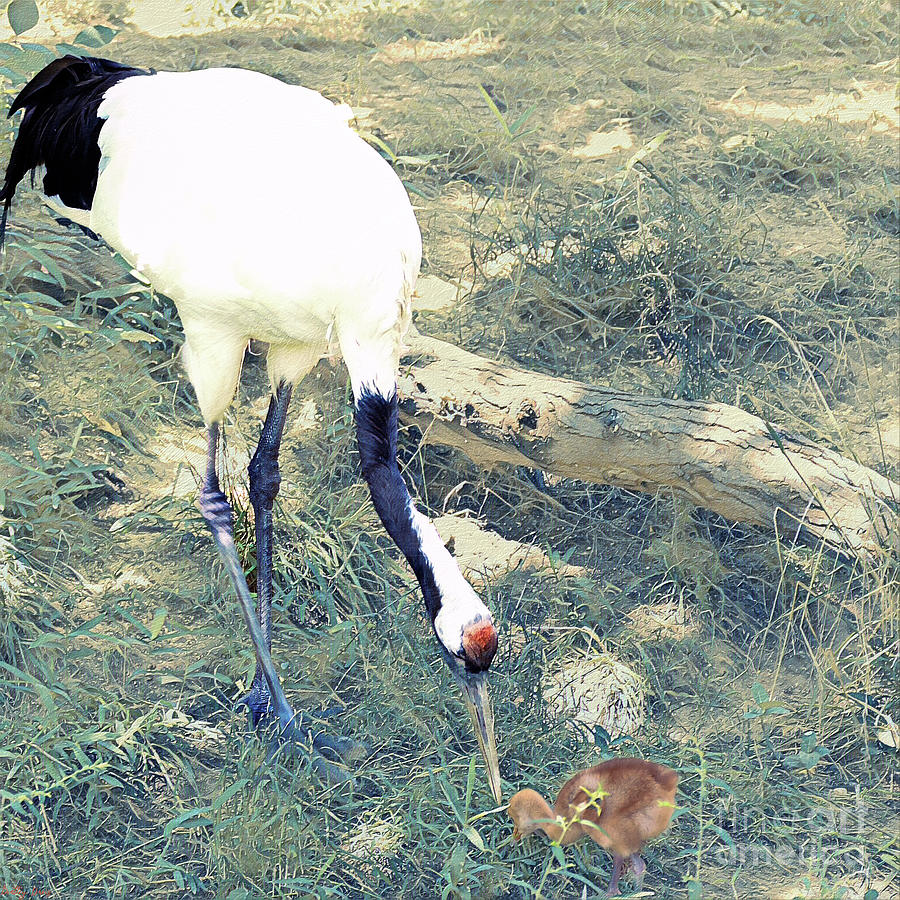 Red Crowned Crane and Chick Photograph by Bentley Davis