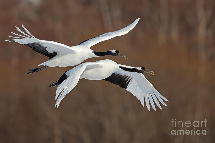 Red-crowned Crane in Flight 3 Photograph by Natural Focal Point Photography