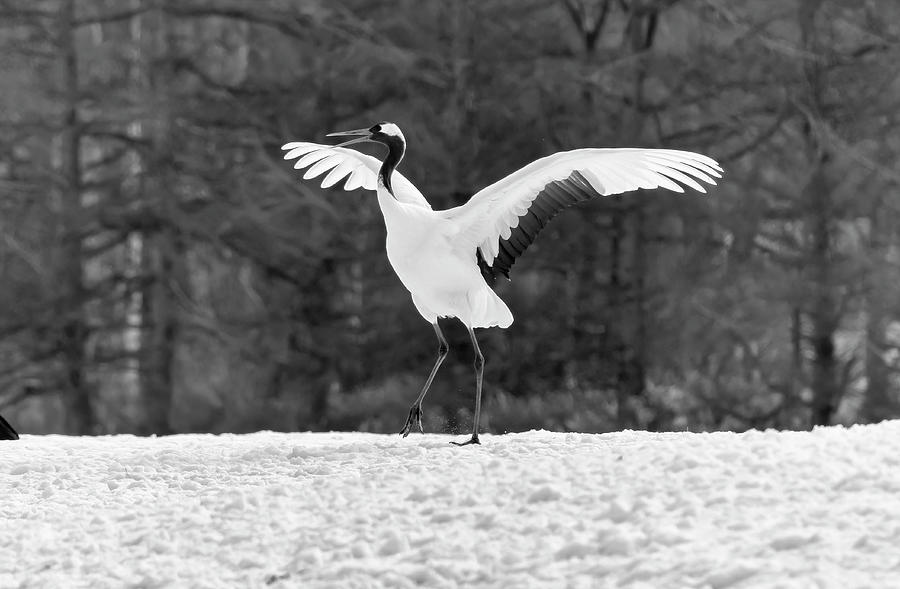 Red Crowned Crane Japan BW II Photograph by Joan Carroll