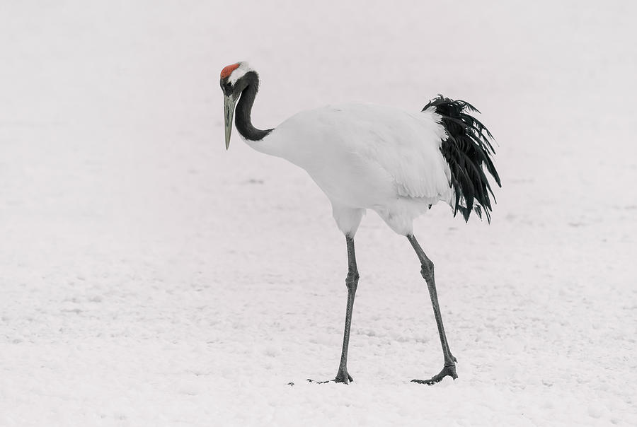 Red Crowned Crane Japan High Key Photograph by Joan Carroll