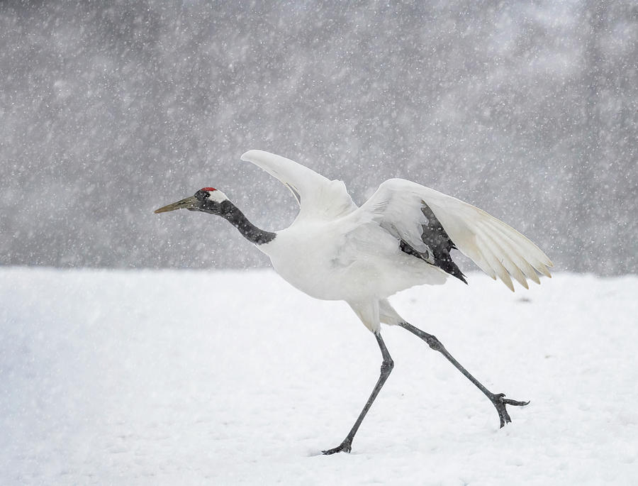 Red Crowned Crane Takeoff in the Snow Photograph by Joan Carroll