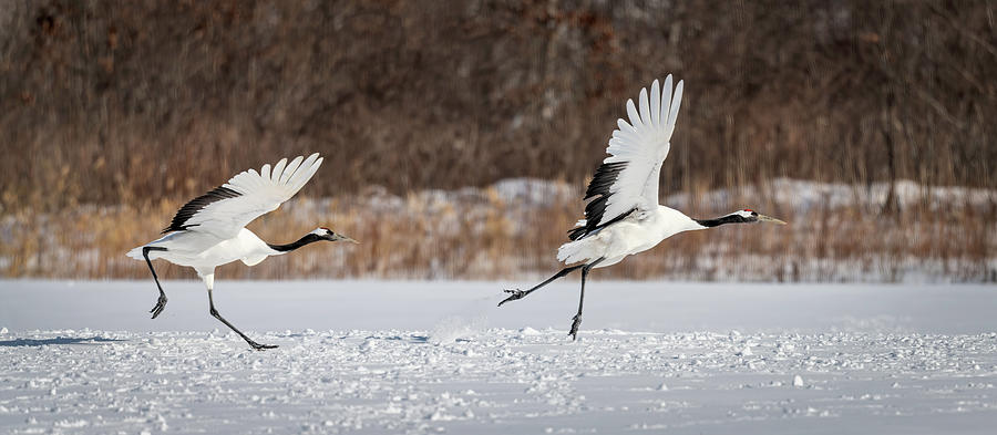 Red-crowned Cranes Takeoff Photograph